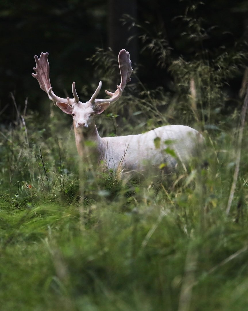 Wildlife photograph 1