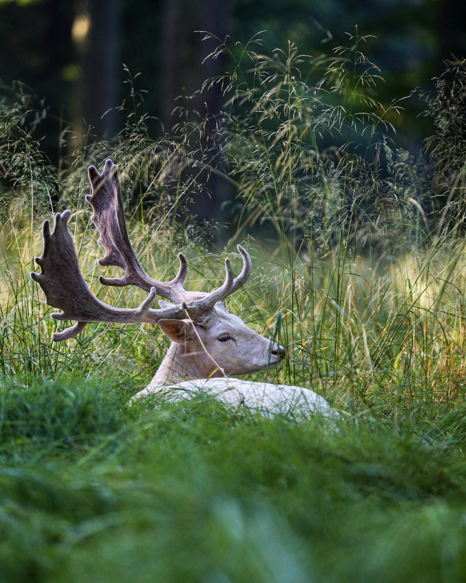 Wildlife photograph 3