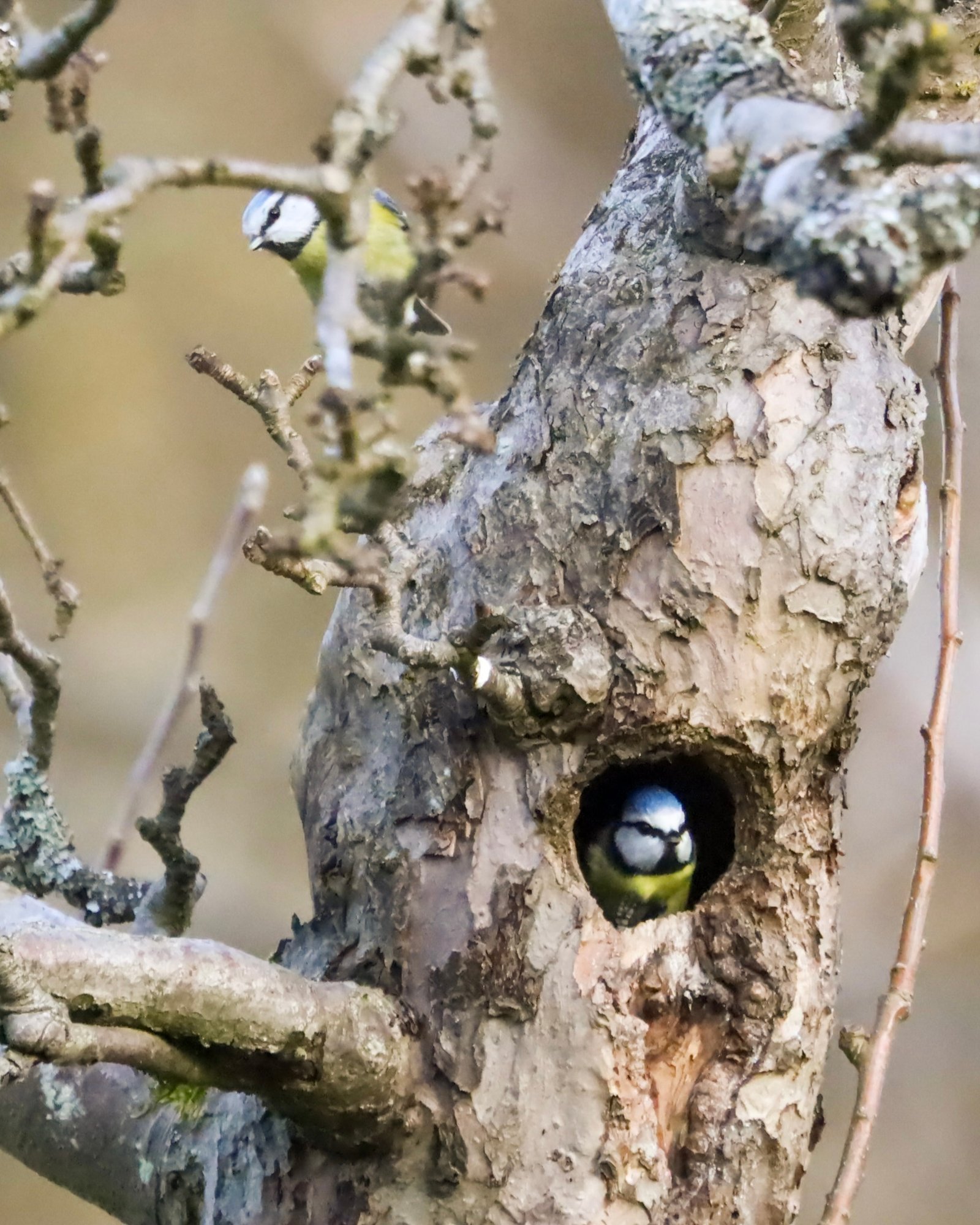 Wildlife photograph 4